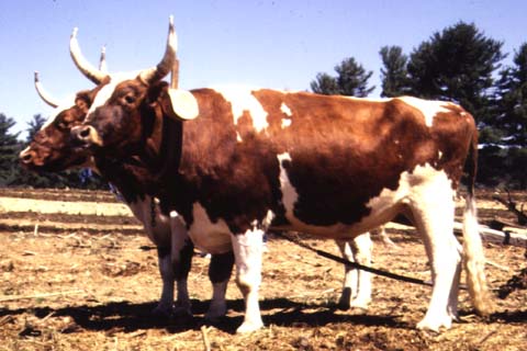 ayrshire oxen