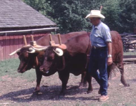 American Milking Devon oxen