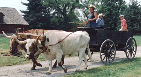 Texas Longhorn oxen