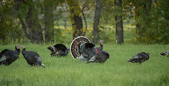 wild turkey on healthy ranch