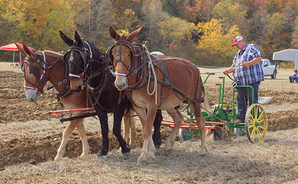 plowing with mules