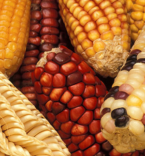 Native american maize