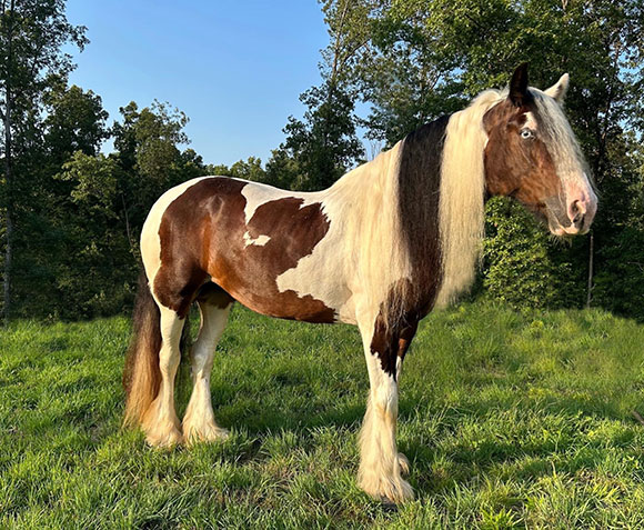 founder treatment horse
