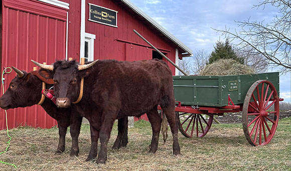 oxen pulling cart