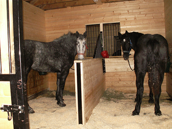 barn horse stalls