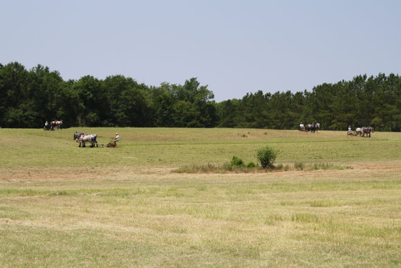 horsedrawn haymaking