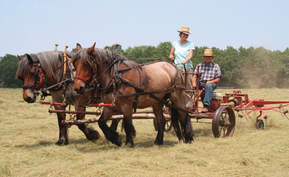 horse drawn engine powered hay tedder