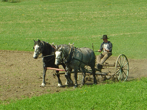 draft horse plowing