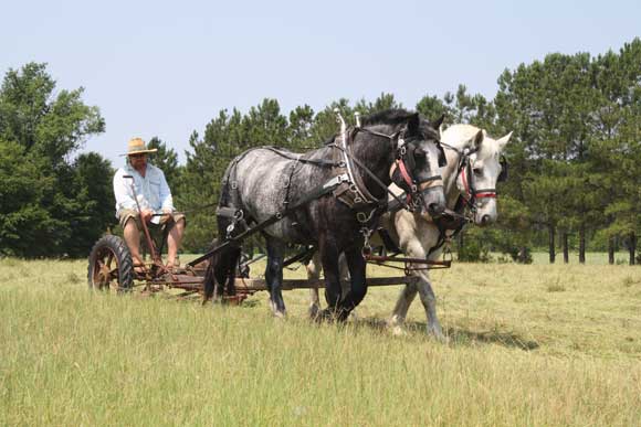 percherons mowing hay