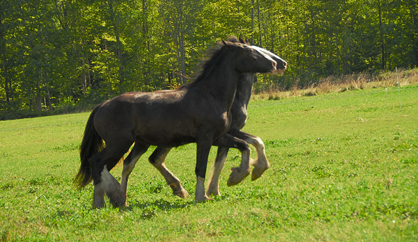 natural horses