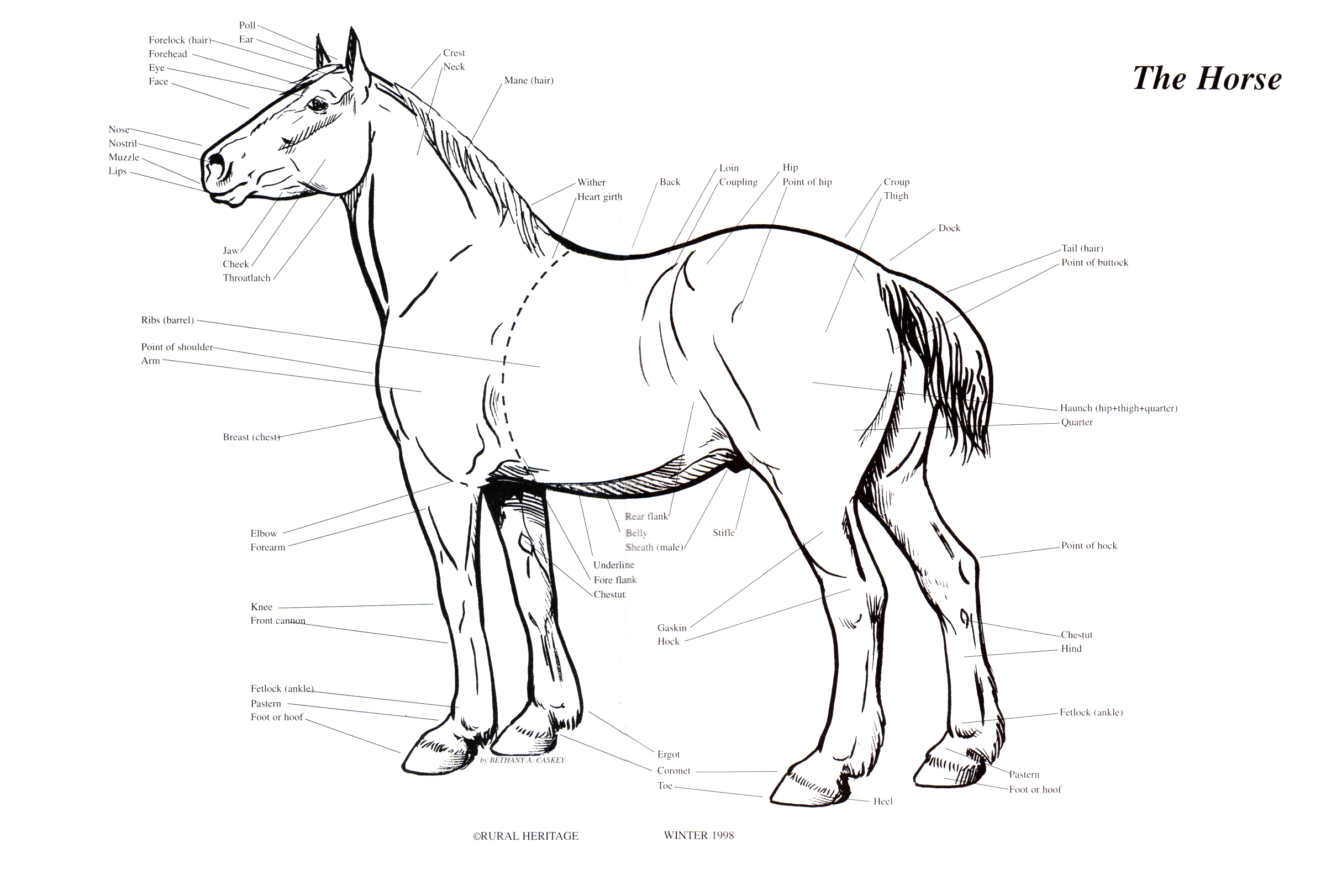 Rural Heritage Horse Body Illustration
