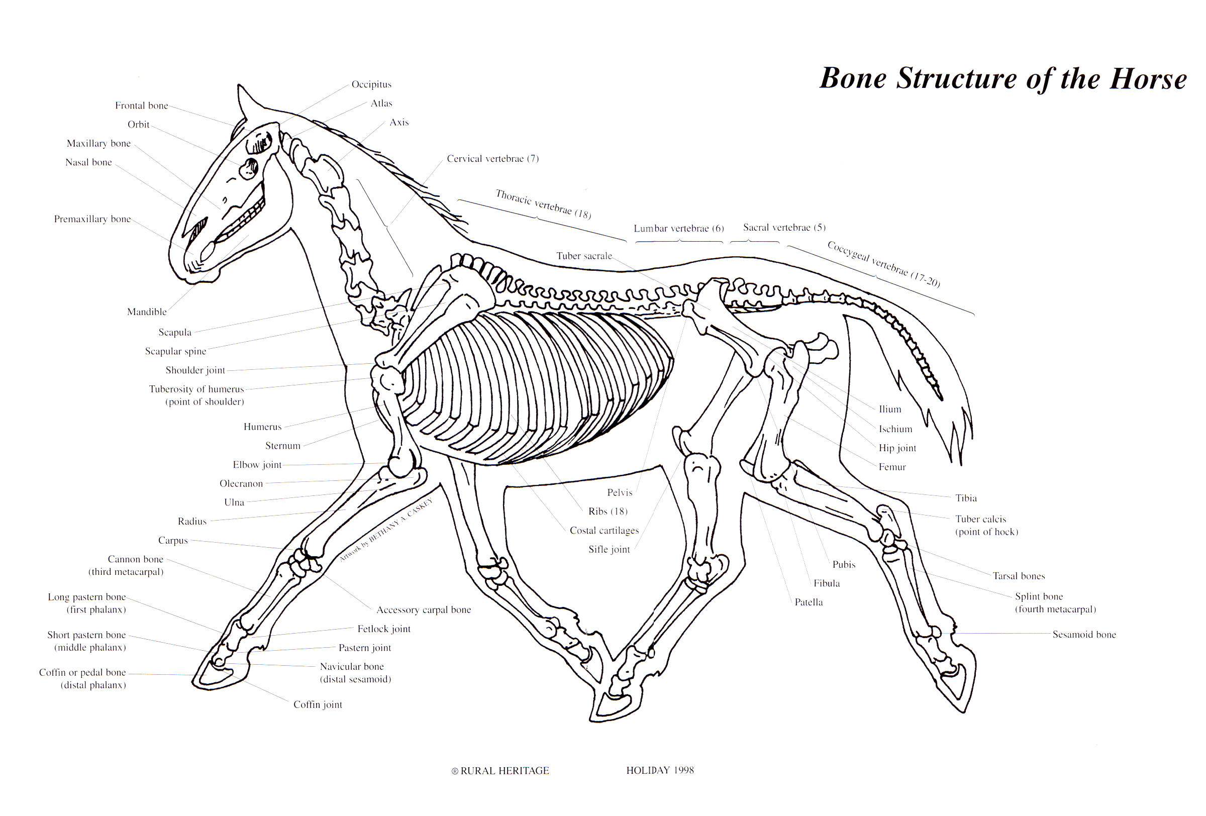 bone structure of a horse