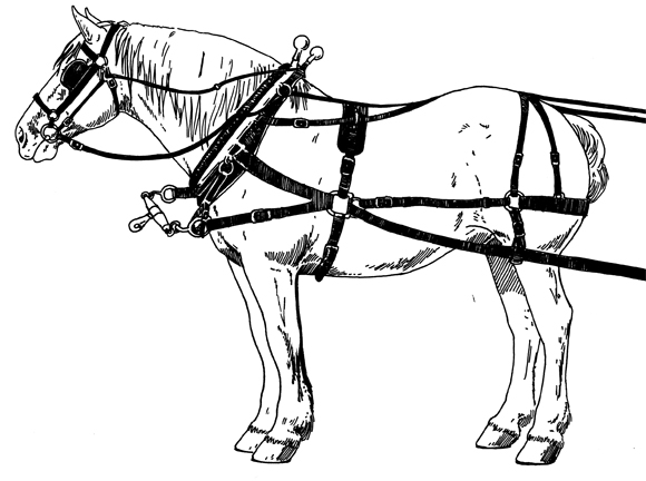 D-ring harness
