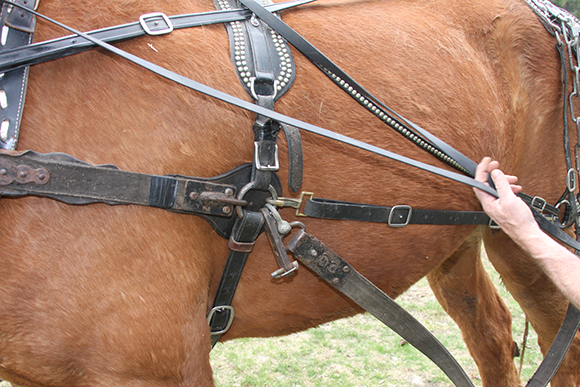 D-ring harness