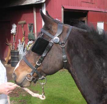 fitted bridle