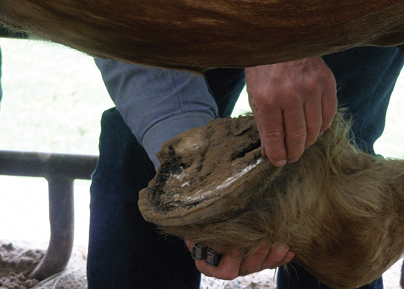 cleaning and inspecting horse hoof