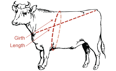 oxen weight calculation