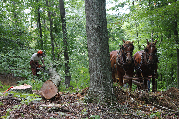 horse logging with Doc Hammill