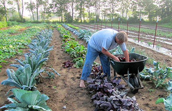 small farm owner harvesting vegetables from the garden