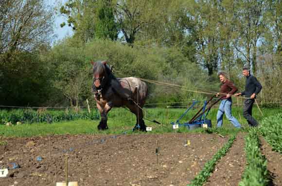 Brabant cultivating garden