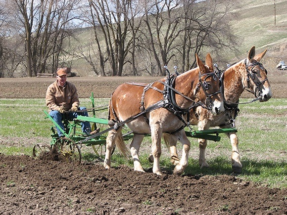 Mule team with read wagon