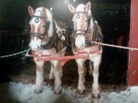 Horse team for sale