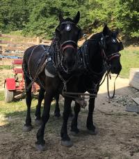 Horse team for sale